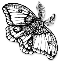 polyphemus moth illustration